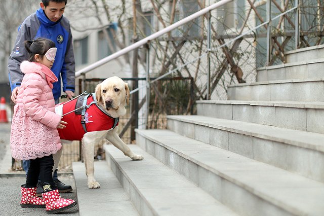 Суд отменил приговор по делу о краже собаки-поводыря