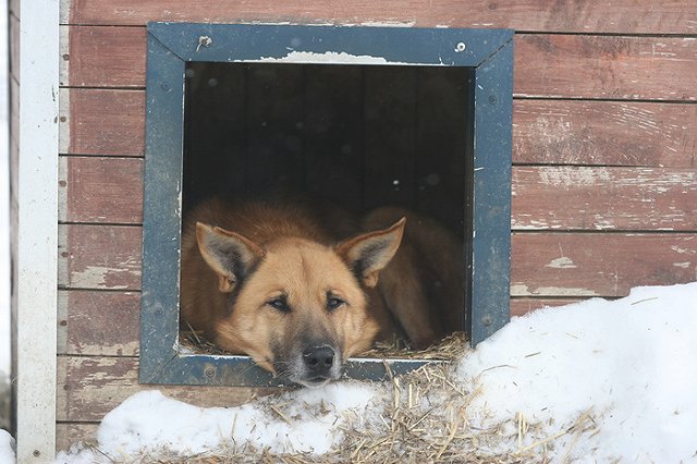 Тюменец, застреливший бездомную собаку, стал фигурантом уголовного дела