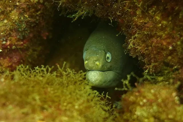 Справляющие нужду в реку гости фестиваля в Англии подсадили на наркотики местную рыбу