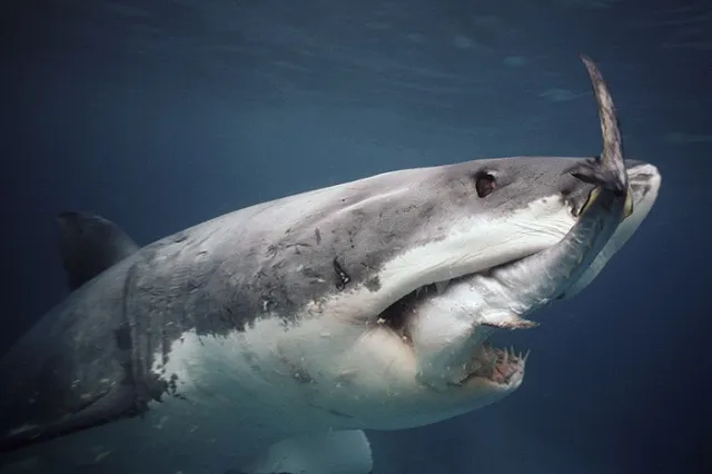 В Австралии бывший боксер отбился от акулы