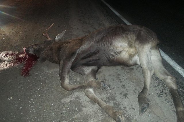 На ЕКАД машина сбила лося