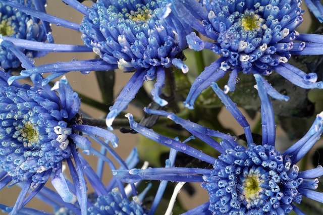 В Екатеринбурге сожгли сотни зараженных хризантем и гвоздик