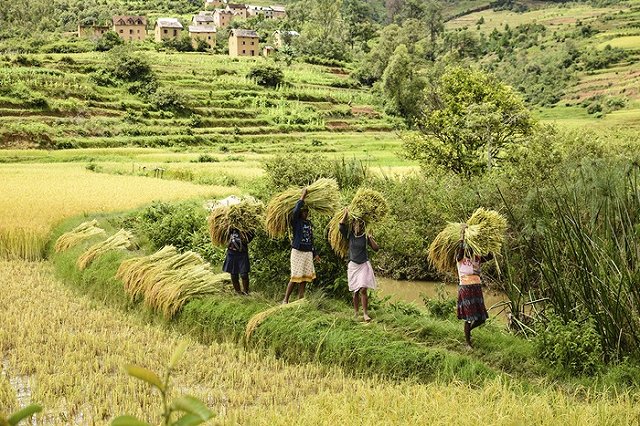 Правящая партия ЮАР предложила отбирать земли у белых фермеров