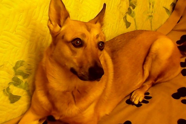 Пункт временного содержания бездомных животных приглашает горожан в гости