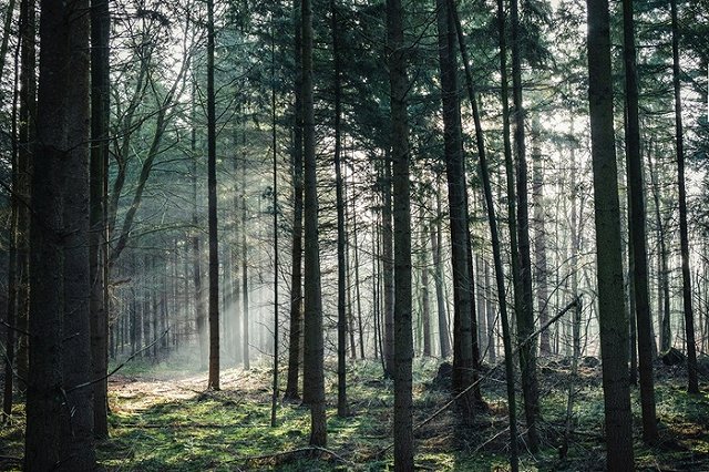 Под Екатеринбургом в лесу обнаружили молодую пару, повешенную на дереве