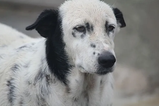 Екатеринбурженку едва не растерзали псы в парке на прогулке
