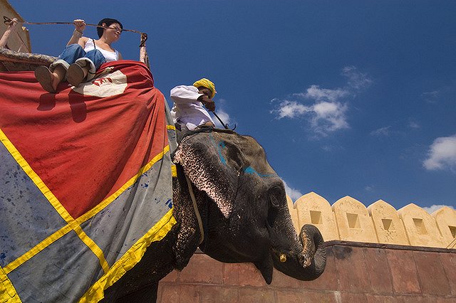 В Таиланде ещё один слон насмерть затоптал погонщика
