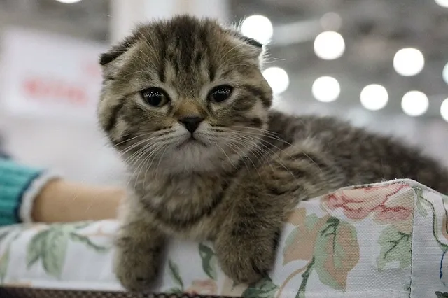 Названы самые популярные кошки у россиян