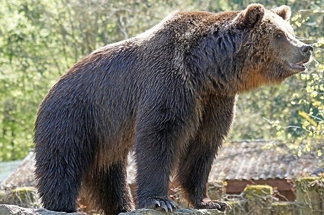 В свердловском селе медведь напал на мотоциклиста и загрыз его собаку