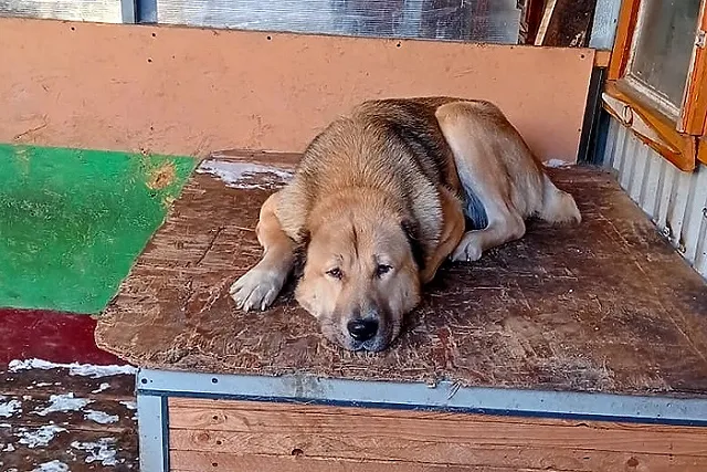 Зоозащитники потребовали от ГУ МВД наказать полицейского, застрелившего агрессивную собаку