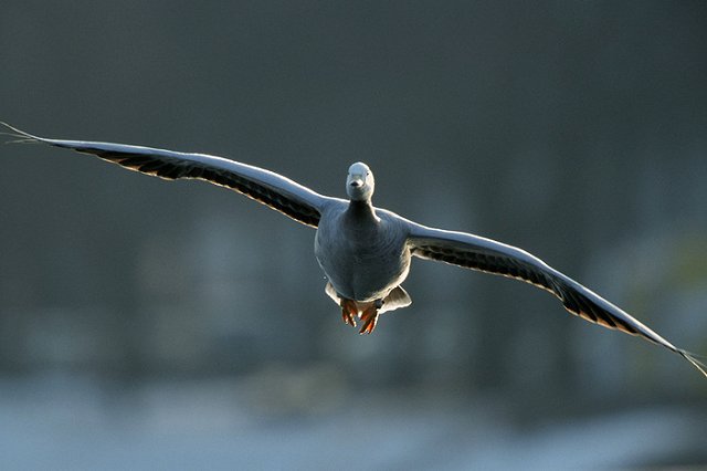 На Сахалине гусь пробил лобовое стекло поезда и ранил машиниста