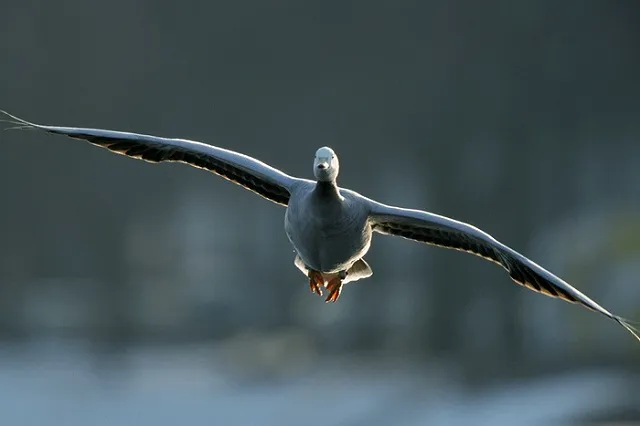 На Сахалине гусь пробил лобовое стекло поезда и ранил машиниста