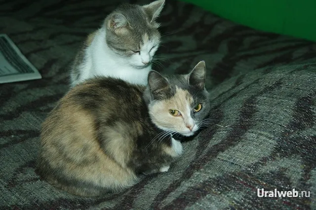 Челябинские «веганы» морили котов в запертом авто