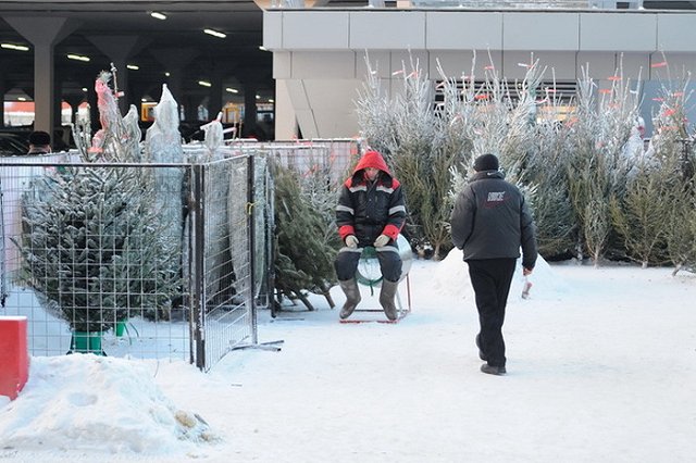 «Это что?!» Южноуральские площади вновь захватывают облезлые елки