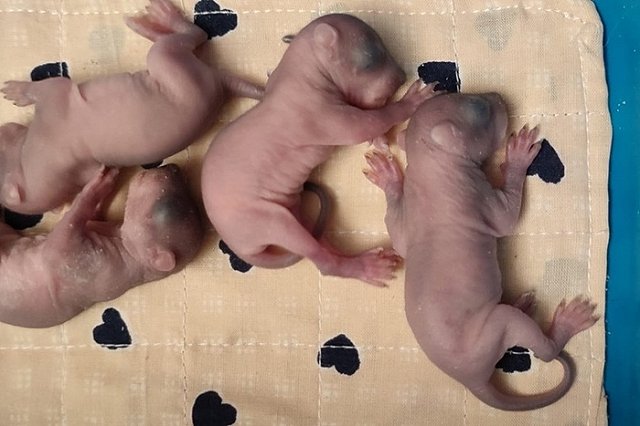 В Москве лесорубы нашли в стволе дерева гнездо с новорожденными бельчатами