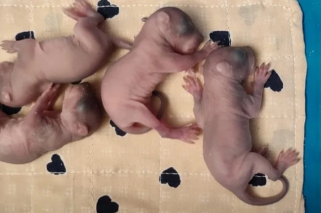 В Москве лесорубы нашли в стволе дерева гнездо с новорожденными бельчатами