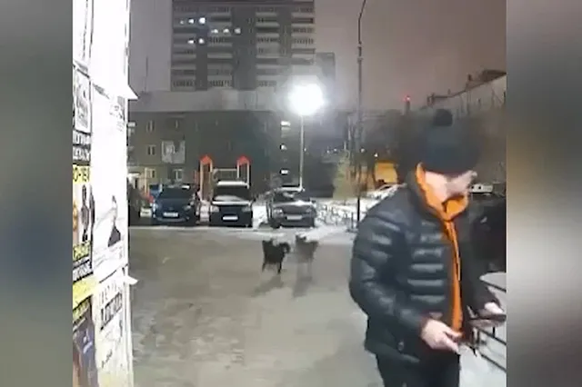 В Екатеринбурге бездомные псы растерзали елку и кинулись на прохожего