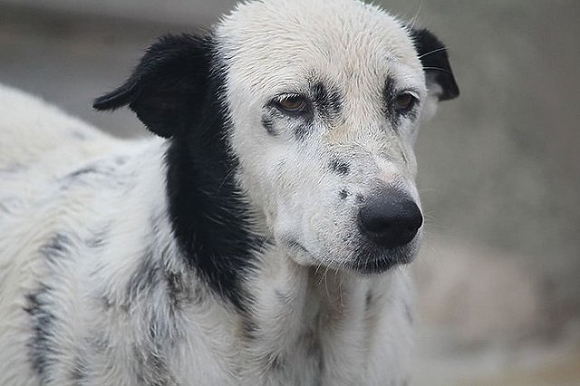 В Свердловской области маламут загрыз собаку на глазах у маленького ребёнка