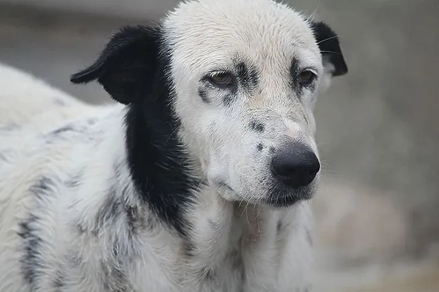 В Свердловской области маламут загрыз собаку на глазах у маленького ребёнка