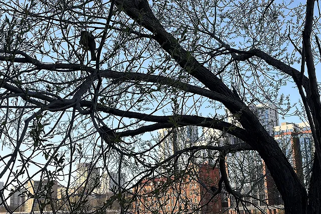 В Свердловской области объявлен режим беспилотной опасности