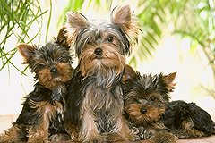 В главном зоопарке Северной Кореи появились терьеры