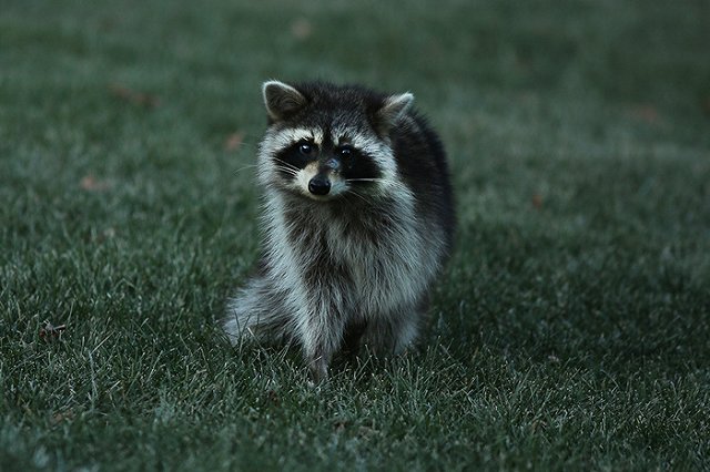 В украинской армии енотов обучат саперному делу