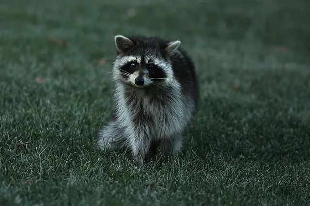 В украинской армии енотов обучат саперному делу