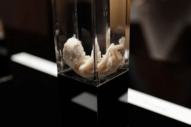 Британские ученые попросили разрешения модифицировать гены эмбрионов