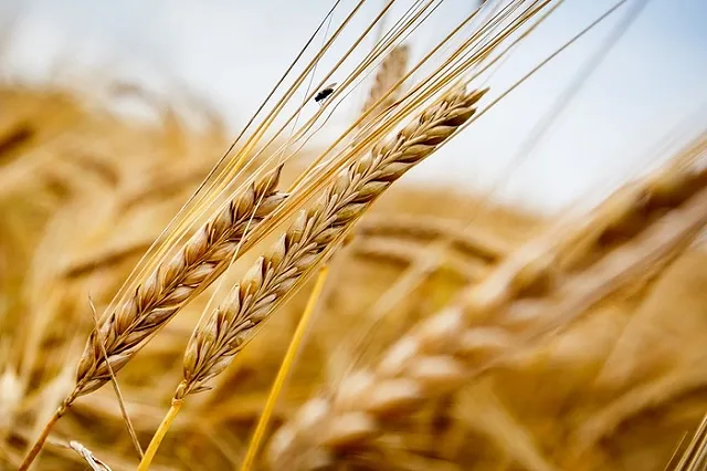 В Свердловской области ежедневно выкидывается 30 тонн хлеба