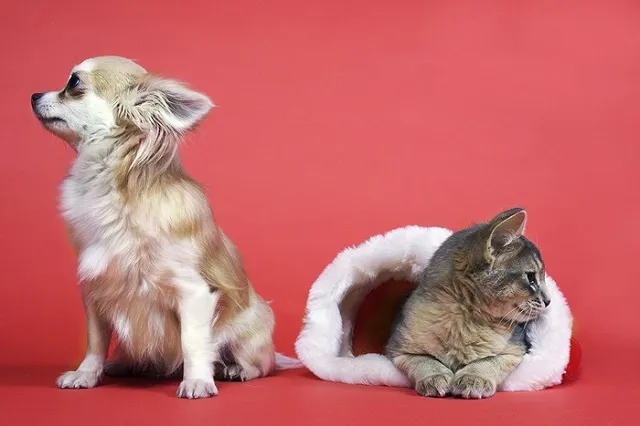 В пищевой цепи кафе появились котики и собачки