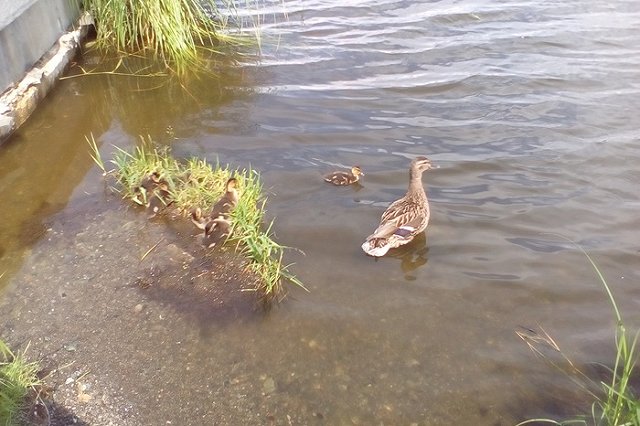 В Тюмени маленький мальчик купался в луже