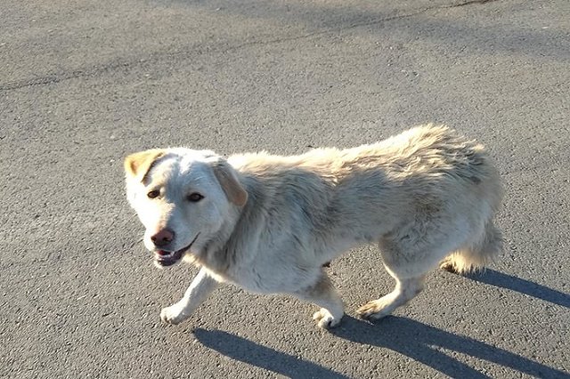 «Высадил, обнял и дал газу»: хозяин бросил собаку в Академическом