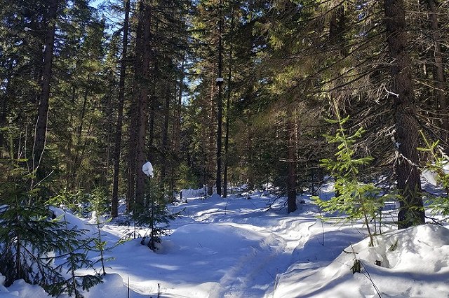 Сколько стоит срубить ёлку на законных основаниях?
