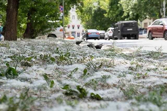 В гордуме Екатеринбурга решают, что делать с тополями