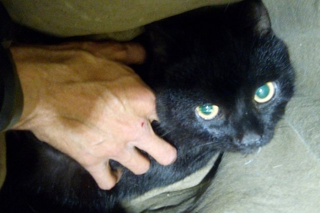 Екатеринбургский зооспасатель снял кота с 20-метровой сосны