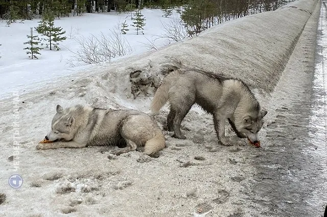 Потерявшиеся под Екатеринбургом хаски вернулись к хозяйке