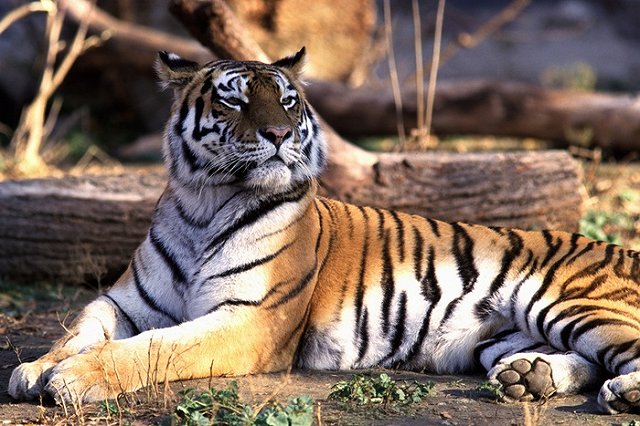 Дружбу козла Тимура с тигром Амуром превратят в реалити-шоу