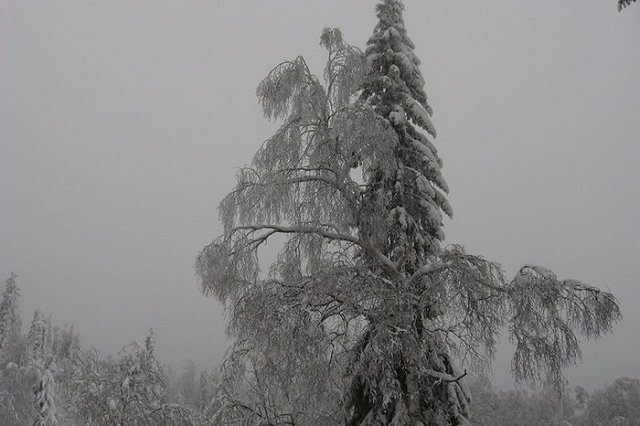 С придомовой территории по улице Библиотечная, 45 группа лиц срезала голубую ель