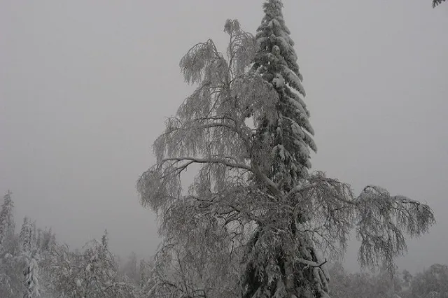 С придомовой территории по улице Библиотечная, 45 группа лиц срезала голубую ель