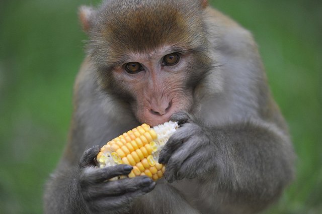 Екатеринбургские обезьяны празднуют новоселье