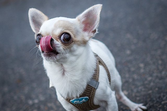 Ученые: Собаки манипулируют людьми