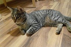 В Екатеринбурге открылось котокафе