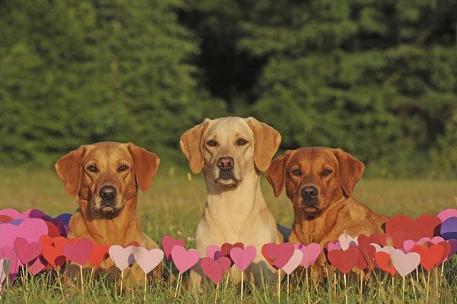 Социологи определили приоритеты в выборе «второй половины» у мужчин и женщин