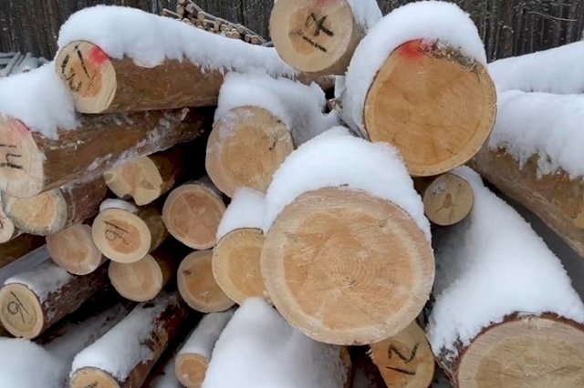 Жители поселка под Екатеринбургом рассказали, что происходит в их лесу под видом санитарной вырубки