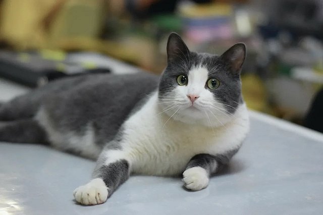 Для кота скончавшейся руководительницы свердловского «Мемориала» ищут добрые руки