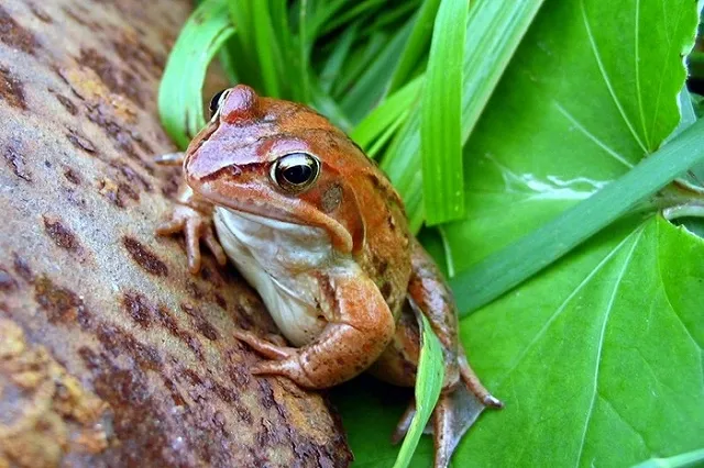 На Алтае задумались о разведении пищевых лягушек