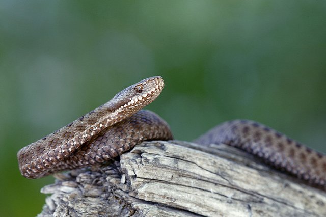 Два жителя Омской области попали в больницу после селфи с гадюкой