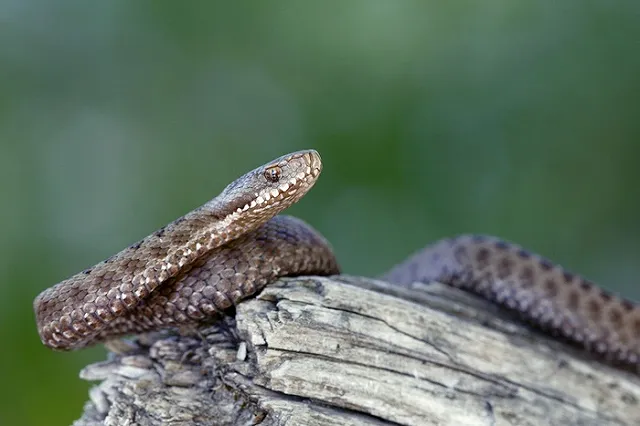 Два жителя Омской области попали в больницу после селфи с гадюкой
