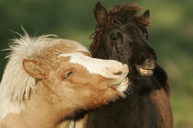 В Серове собаки загрызли единственного в городе пони, который 26 лет катал детей