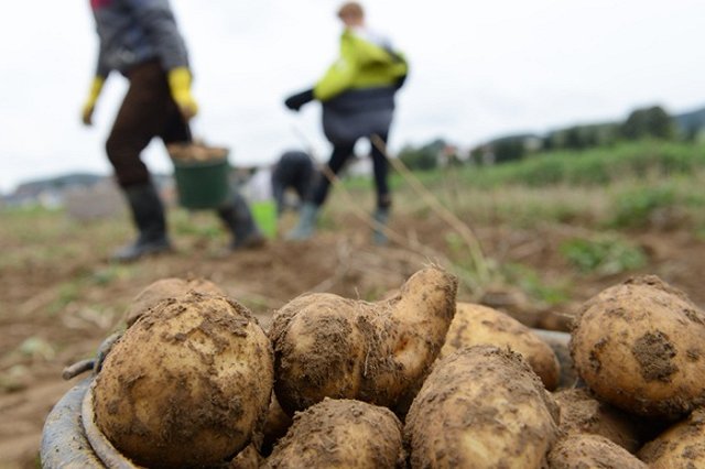 Министр Копытов заявил о снижении темпов уборочной кампании на Урале